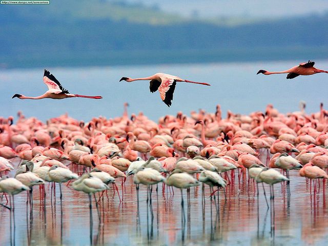 4-Day Masai Mara & Lake Nakuru