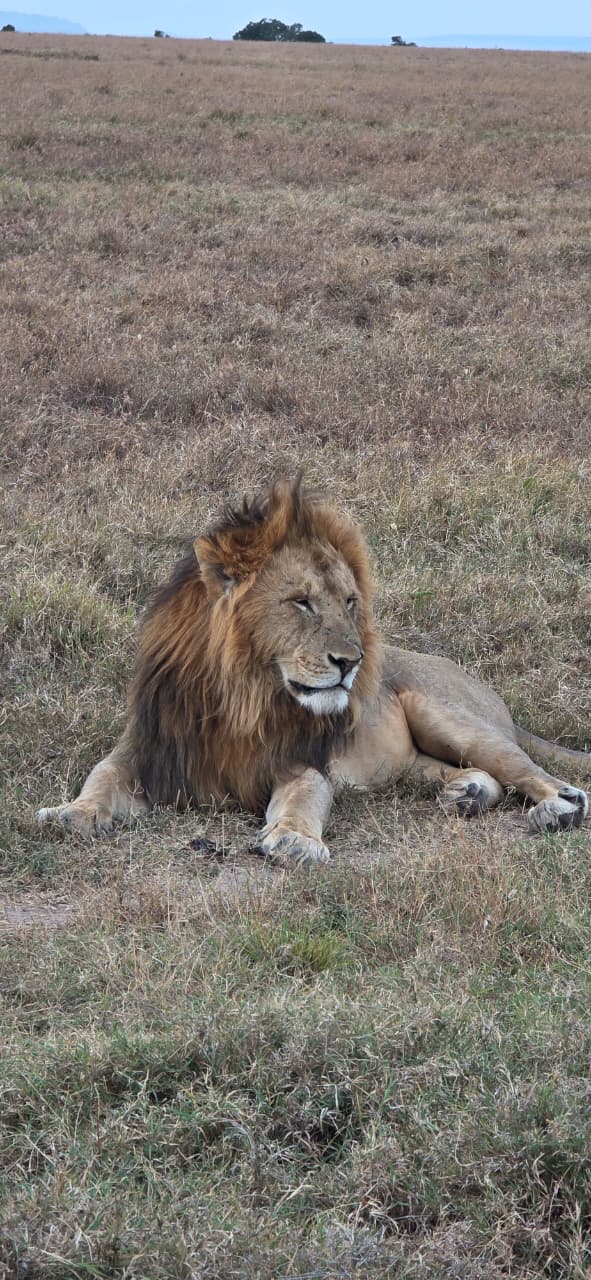 3-Day Masai Mara Safari