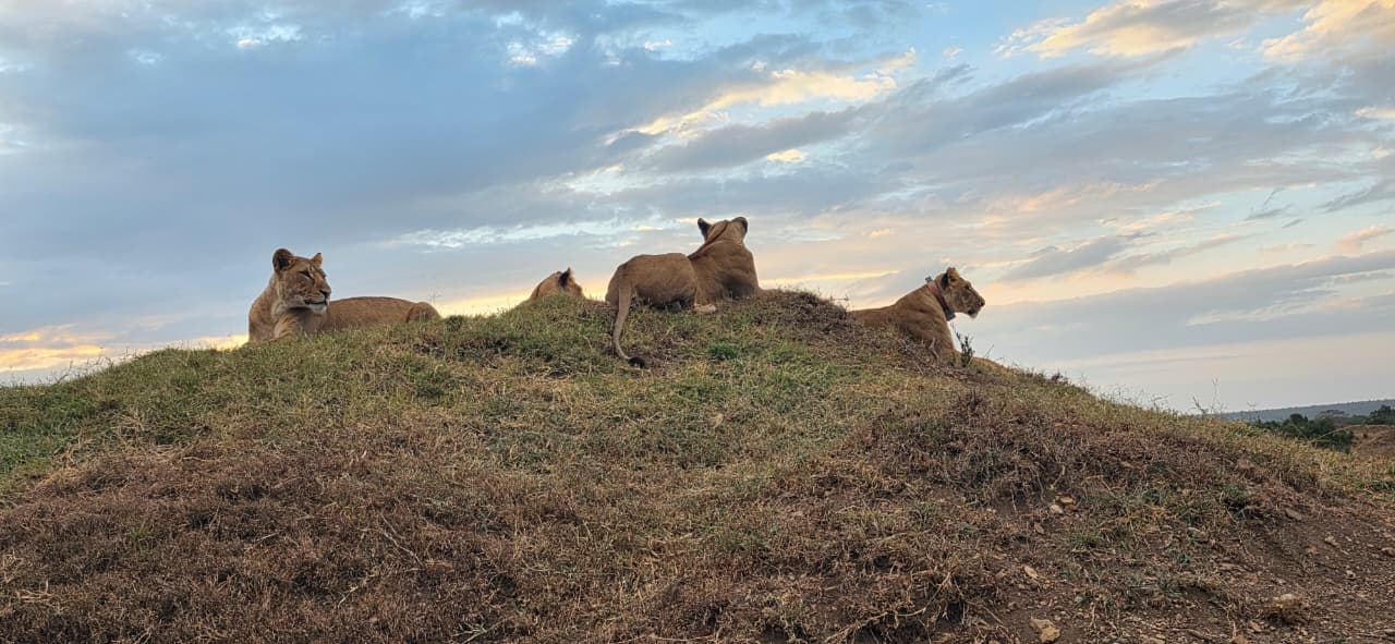 African safari view 3